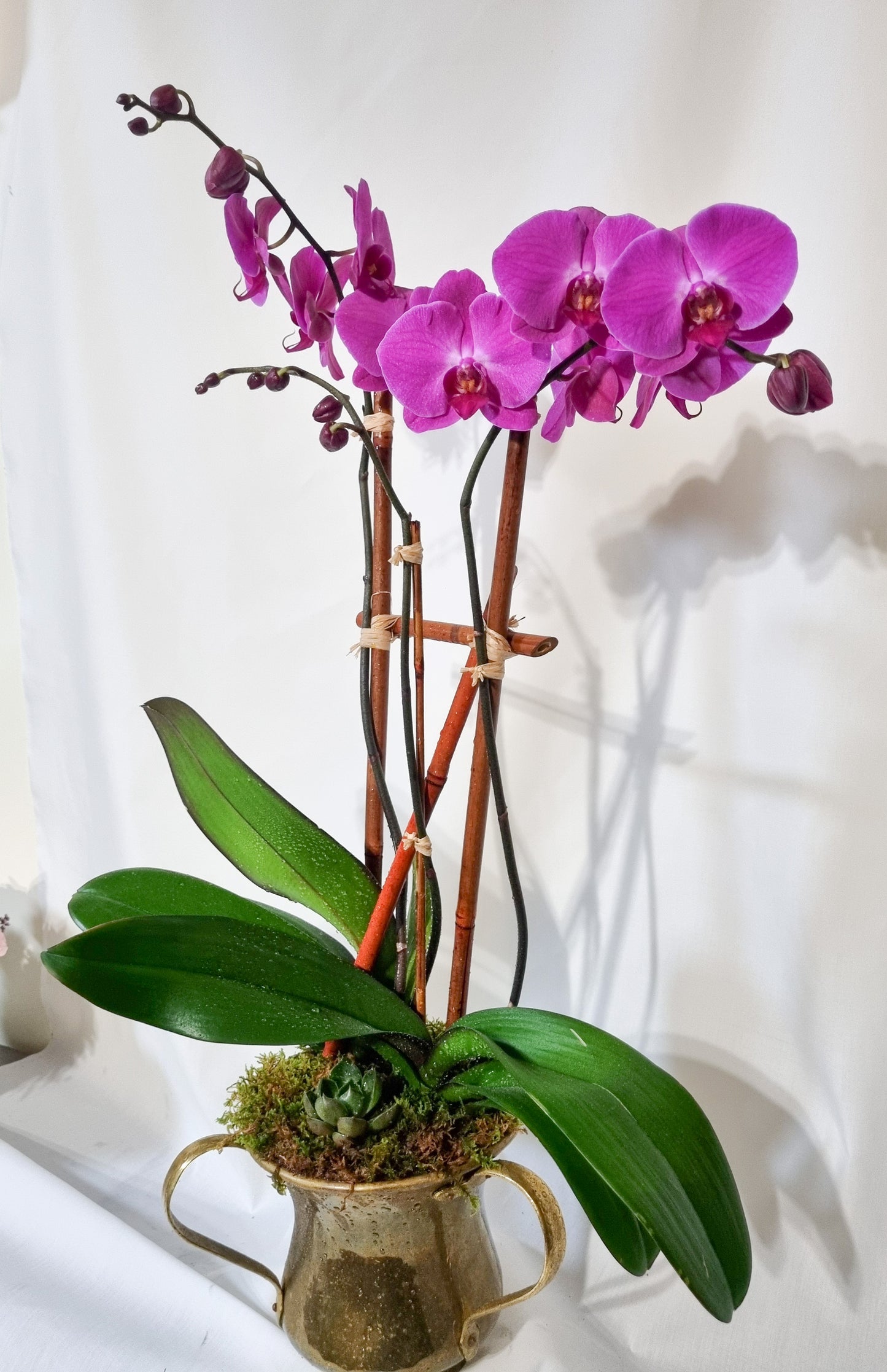 🌸 Double Orchid Luxury