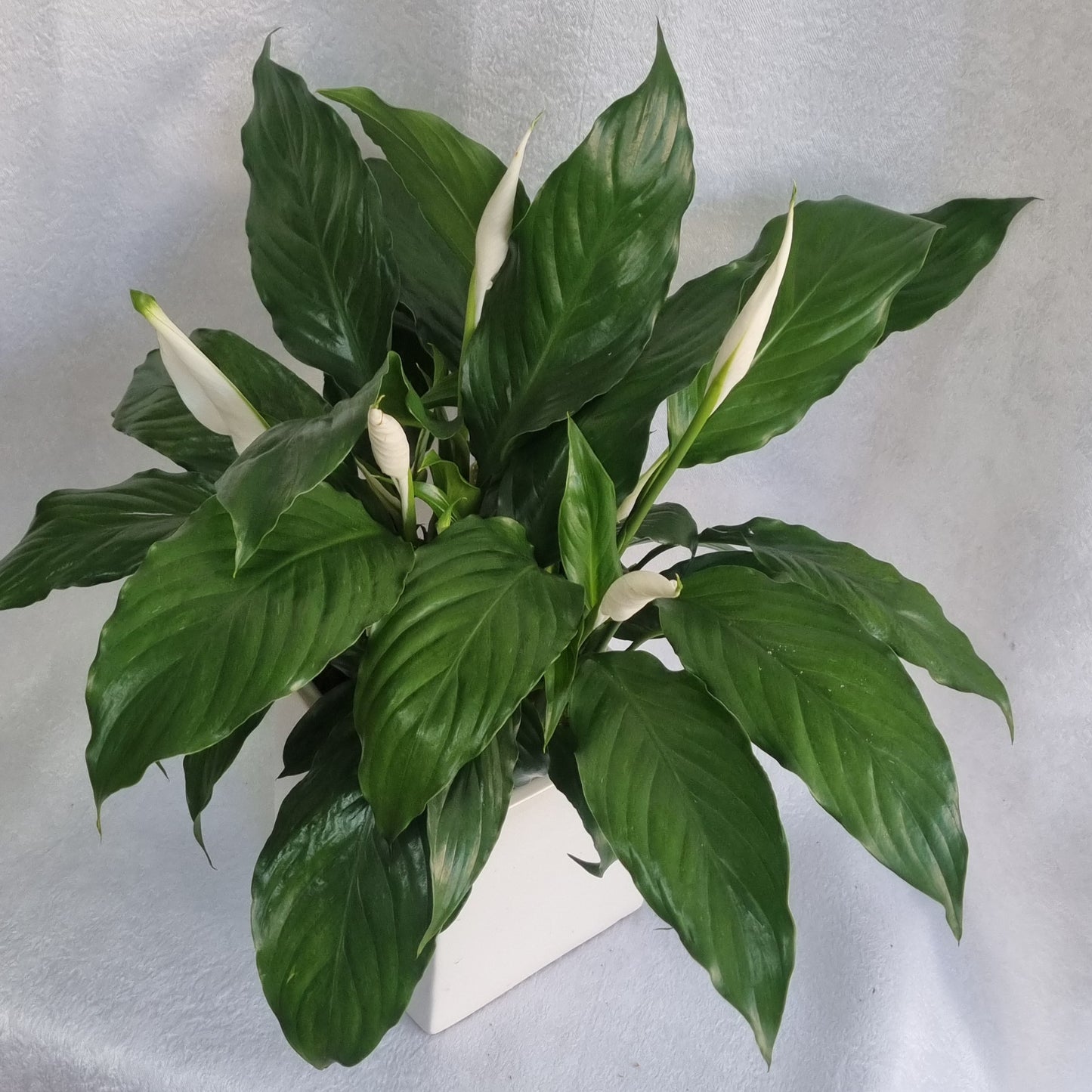 White Peace Lily Plant