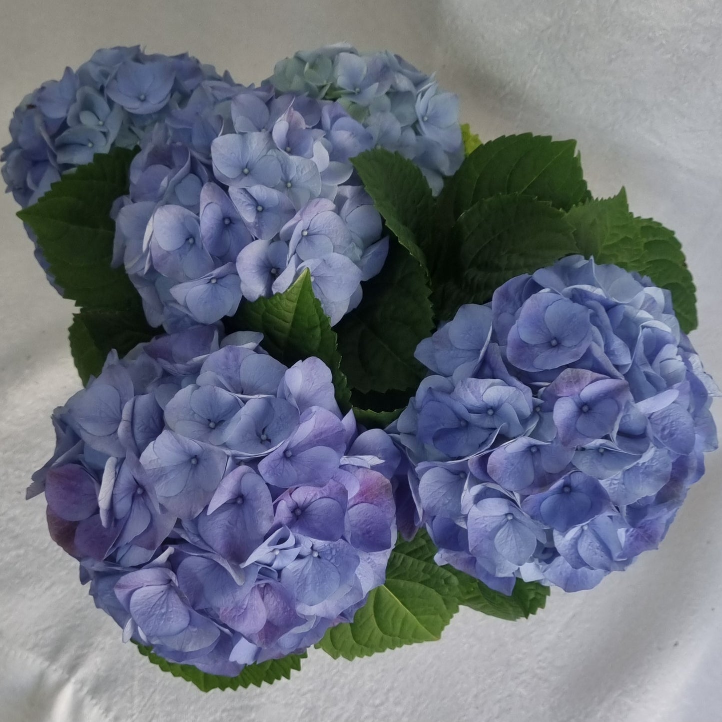Blue Hydrangea Plant