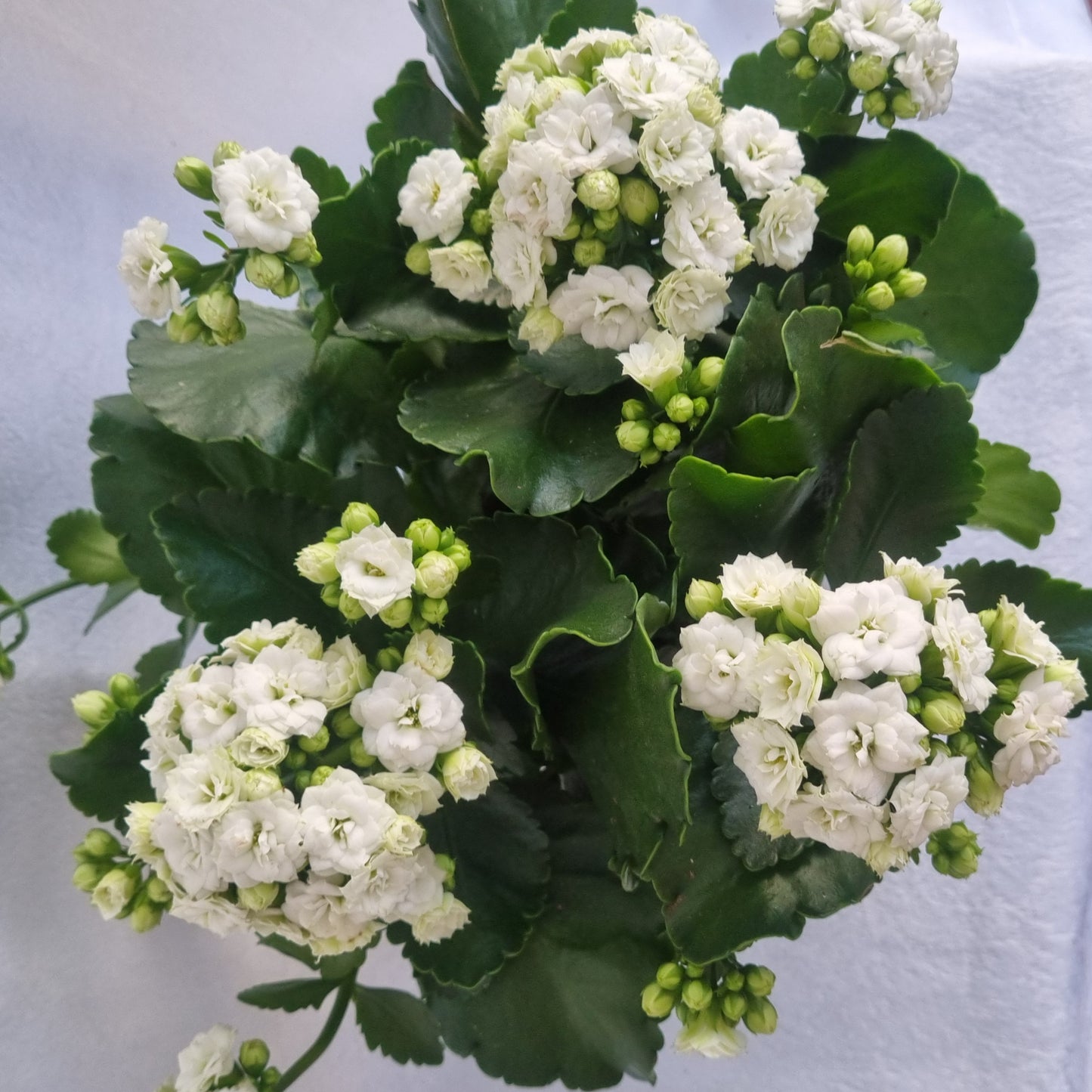 White Kalanchoe Plant