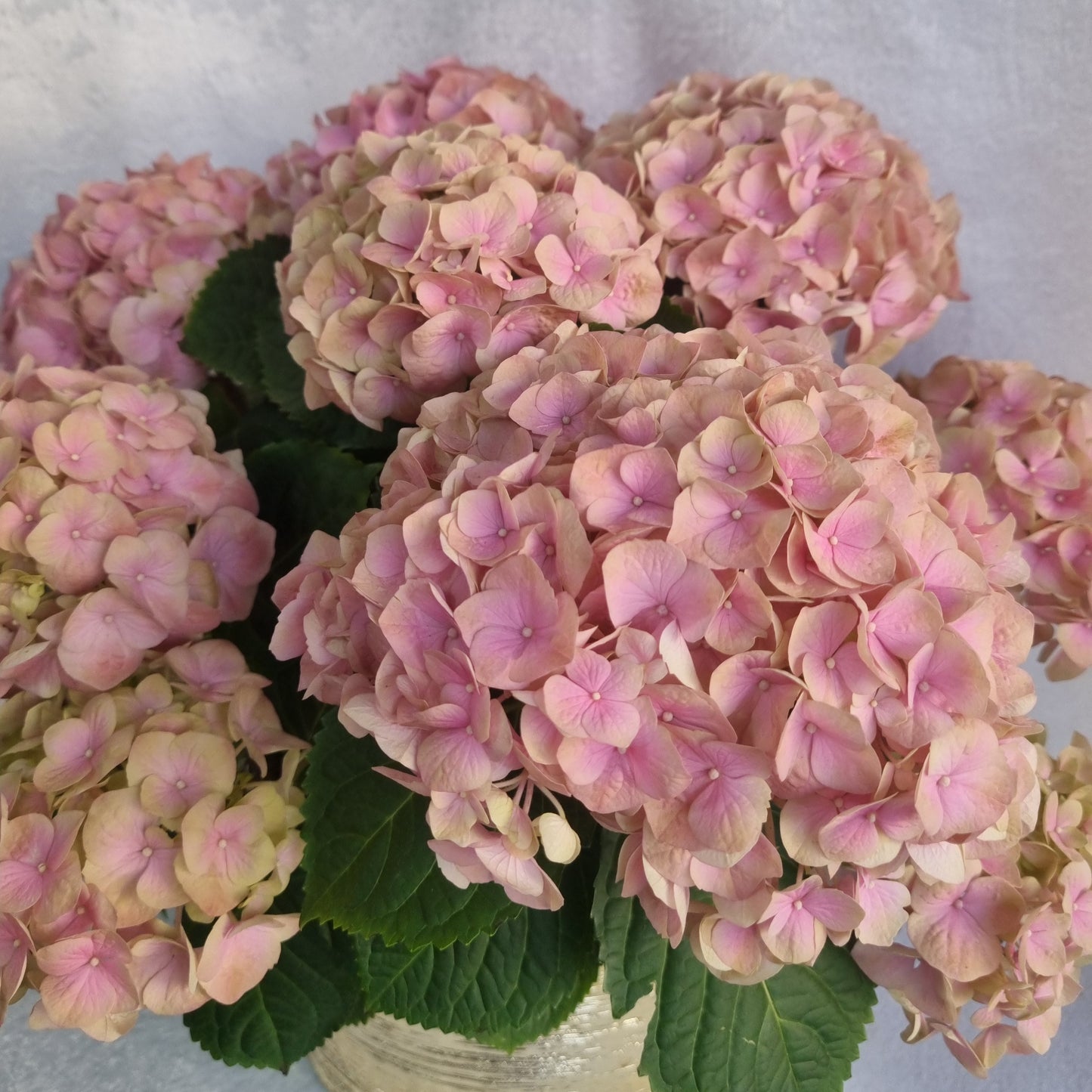 Blush Hydrangea Plant