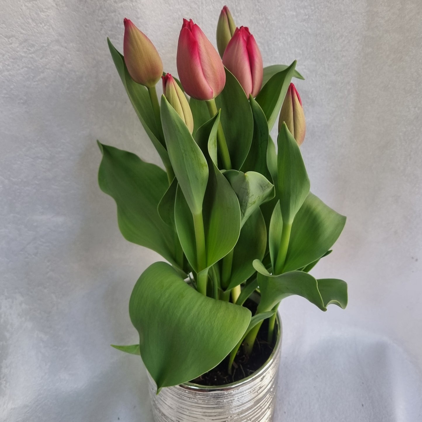 Pink Tulip Plant