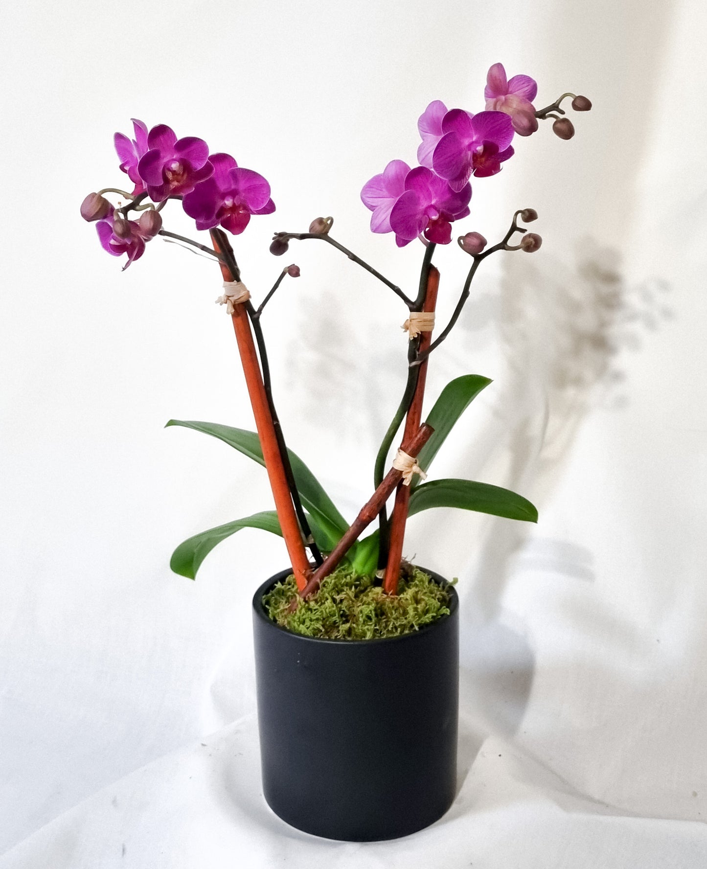 🌸Double Mini Orchid Delight