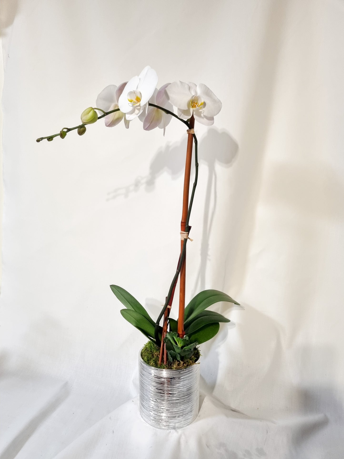 🌸 Single Orchid Elegance