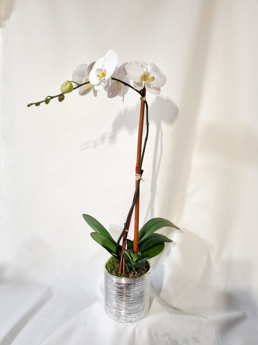 🌸 Single Orchid Elegance