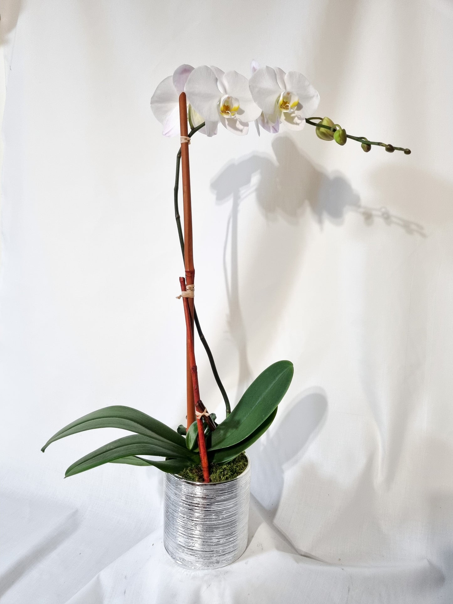 🌸 Single Orchid Elegance