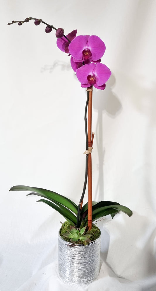 🌸 Single Orchid Elegance