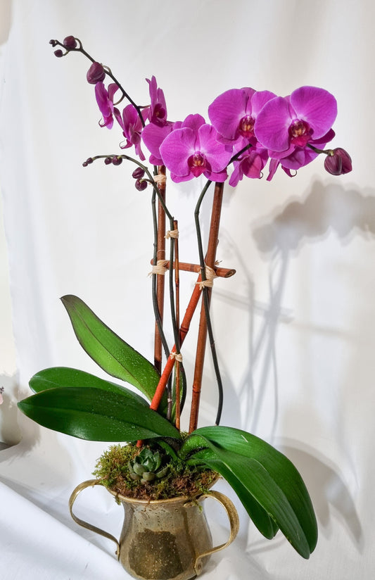 🌸 Double Orchid Luxury