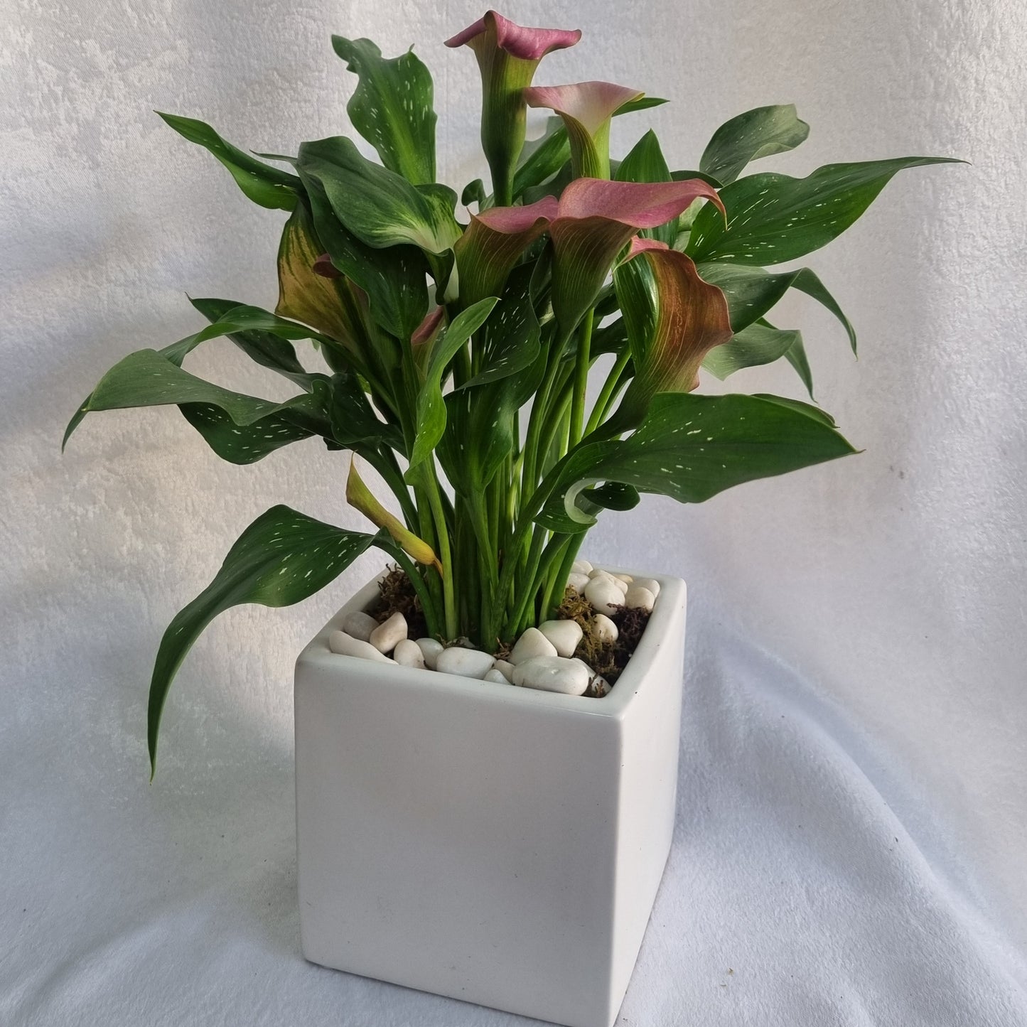 Blush Calla Lily Plant