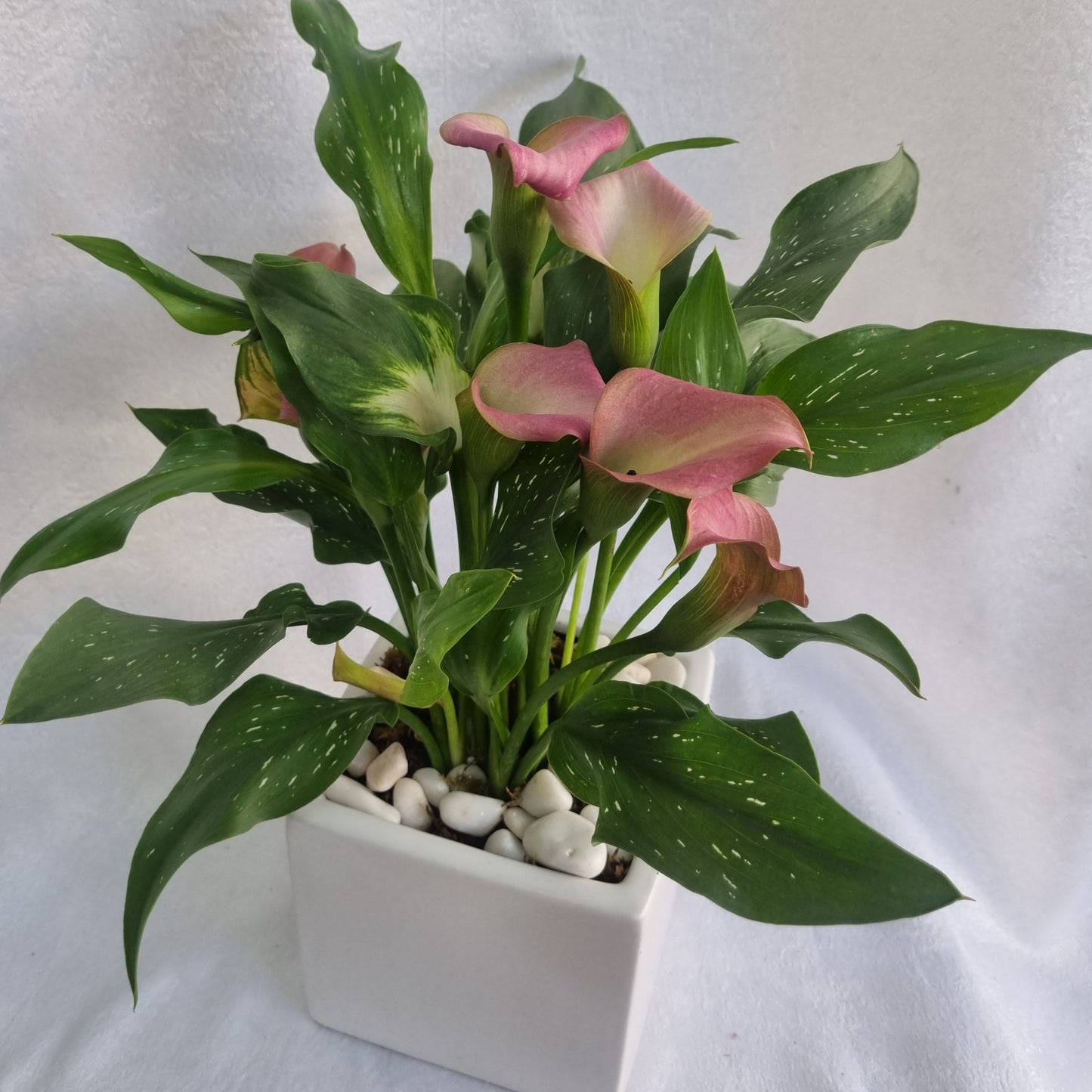 Blush Calla Lily Plant