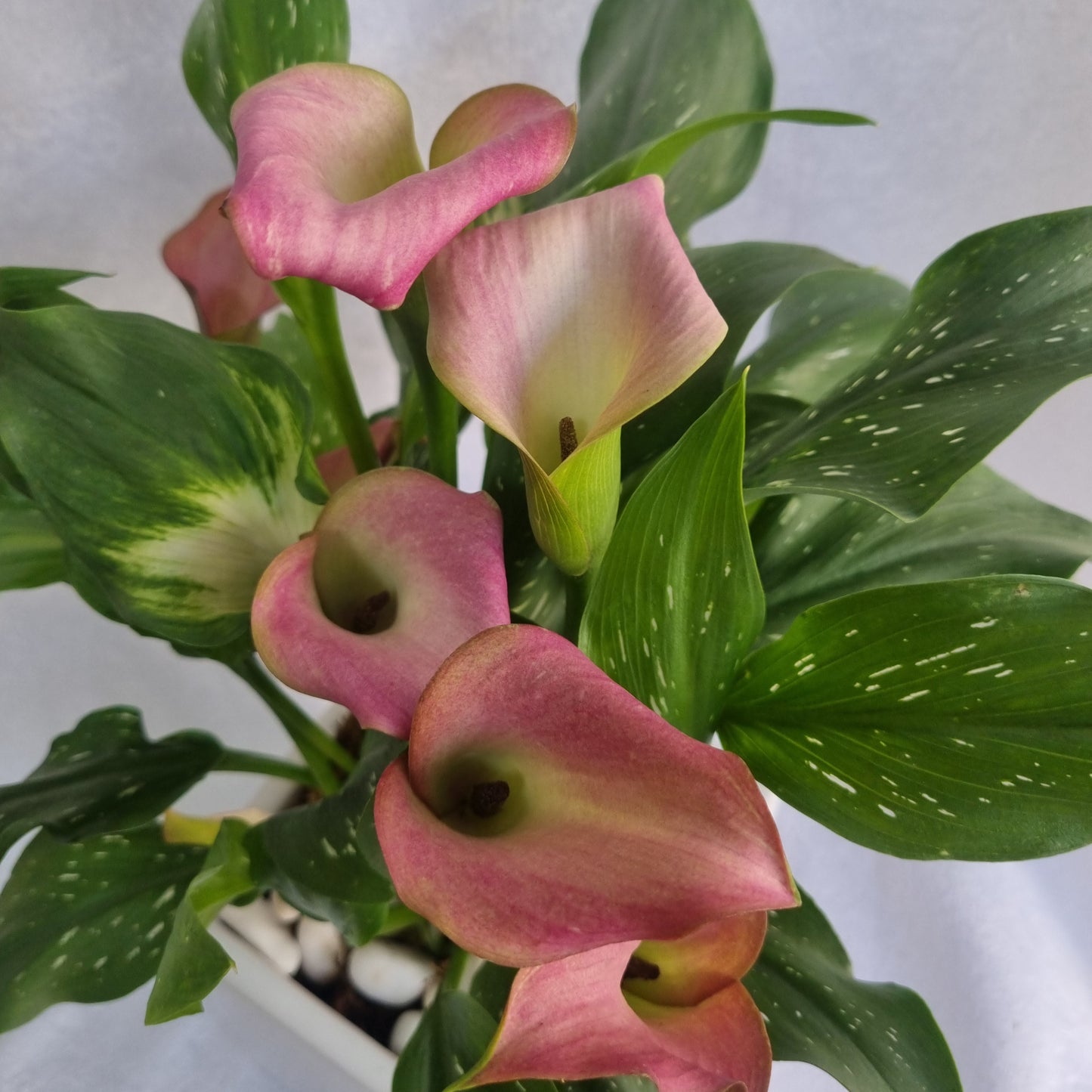 Blush Calla Lily Plant