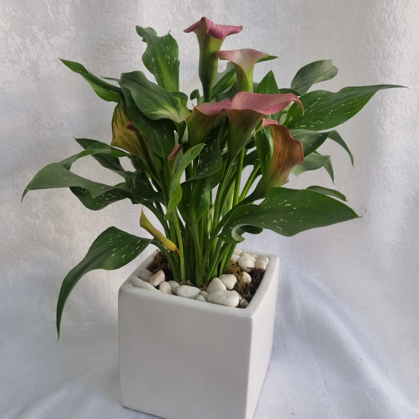 Blush Calla Lily Plant