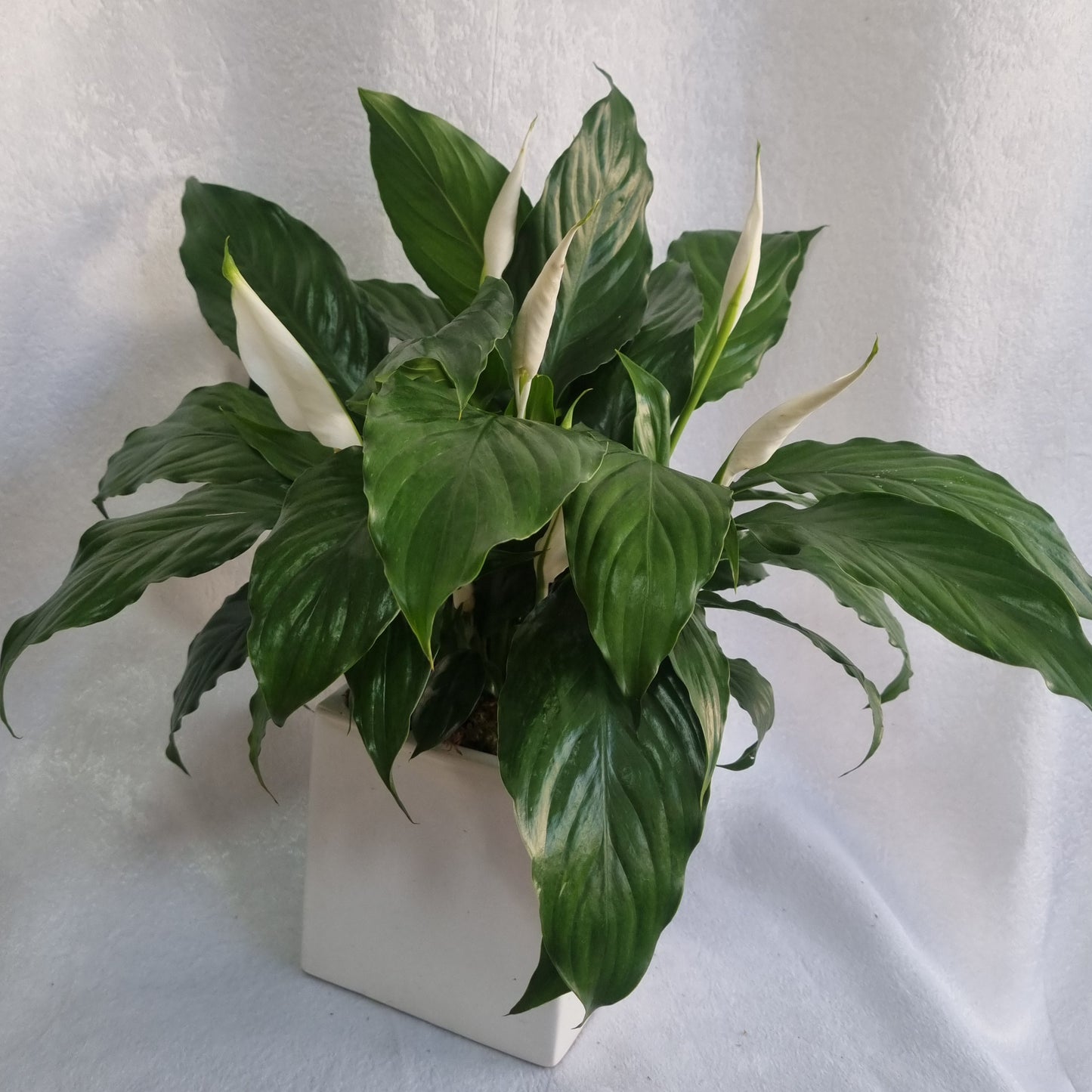 White Peace Lily Plant