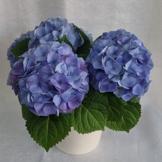 Blue Hydrangea Plant