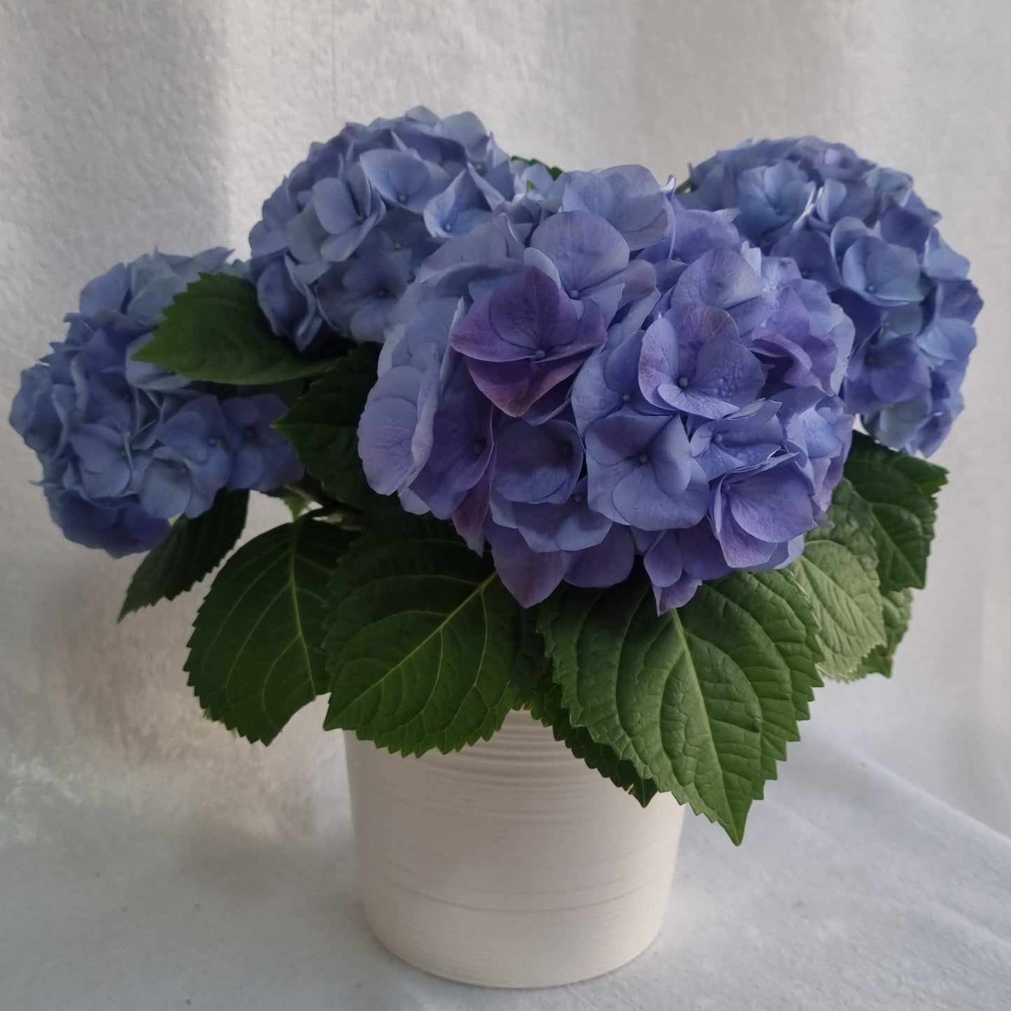 Blue Hydrangea Plant