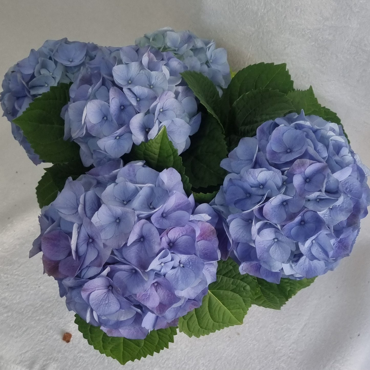Blue Hydrangea Plant