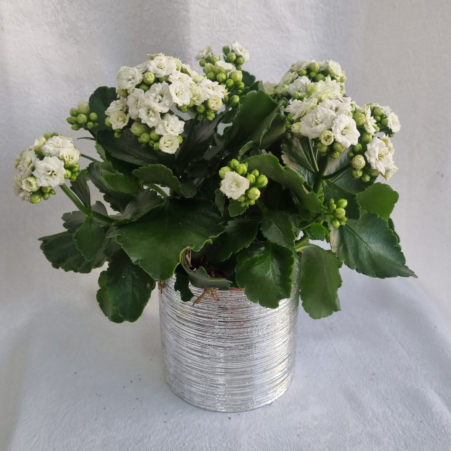 White Kalanchoe Plant