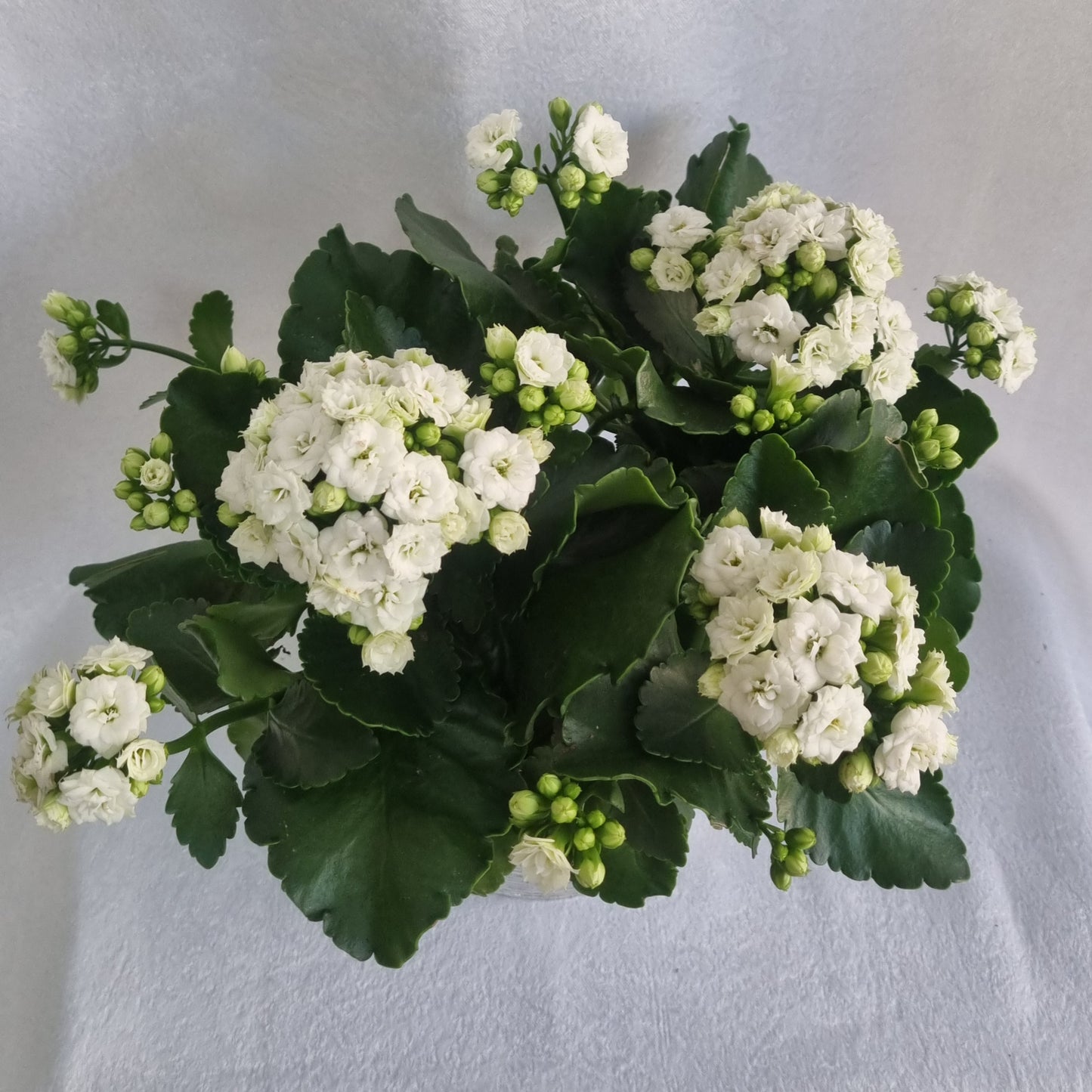 White Kalanchoe Plant