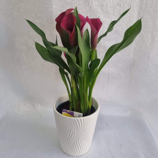Hot pink Calla Lily Plant