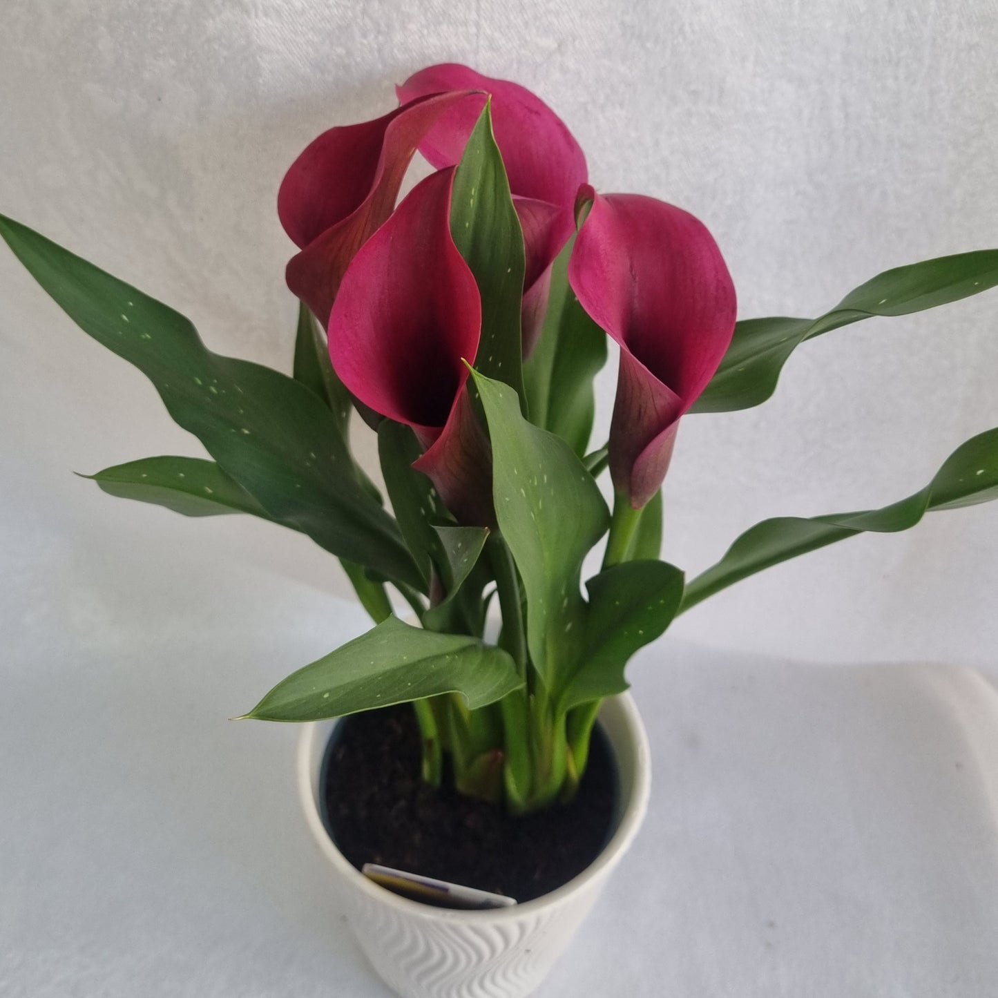 Hot pink Calla Lily Plant