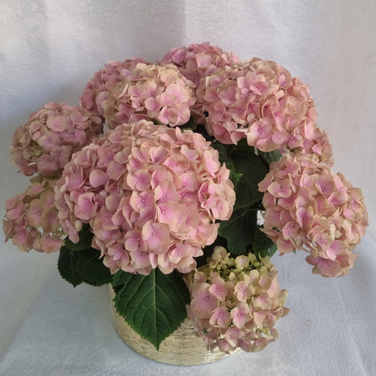 Blush Hydrangea Plant