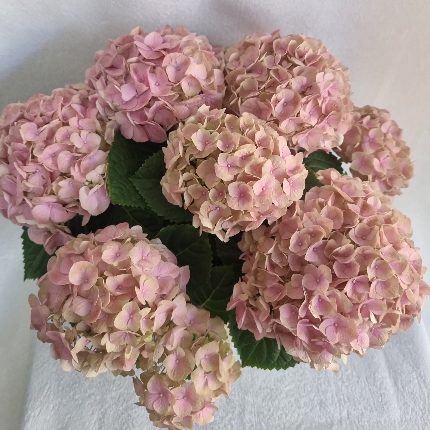 Blush Hydrangea Plant