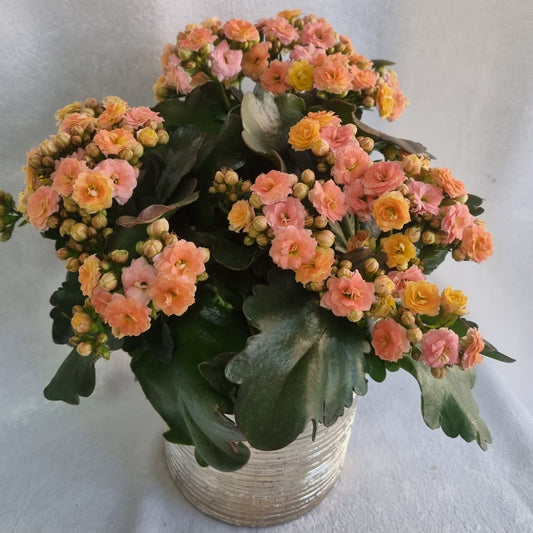 Peach Kalanchoe Plant
