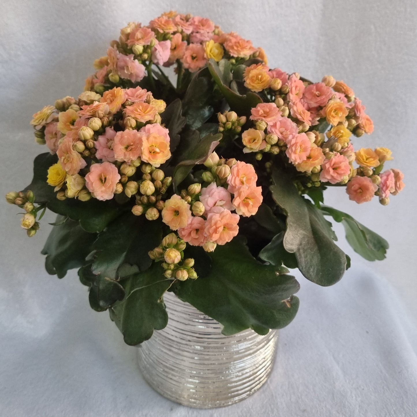 Peach Kalanchoe Plant