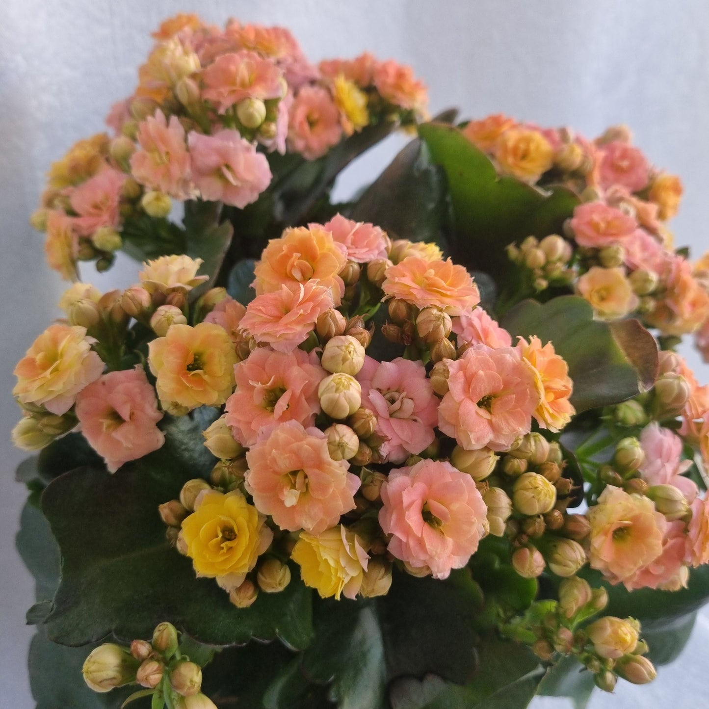 Peach Kalanchoe Plant