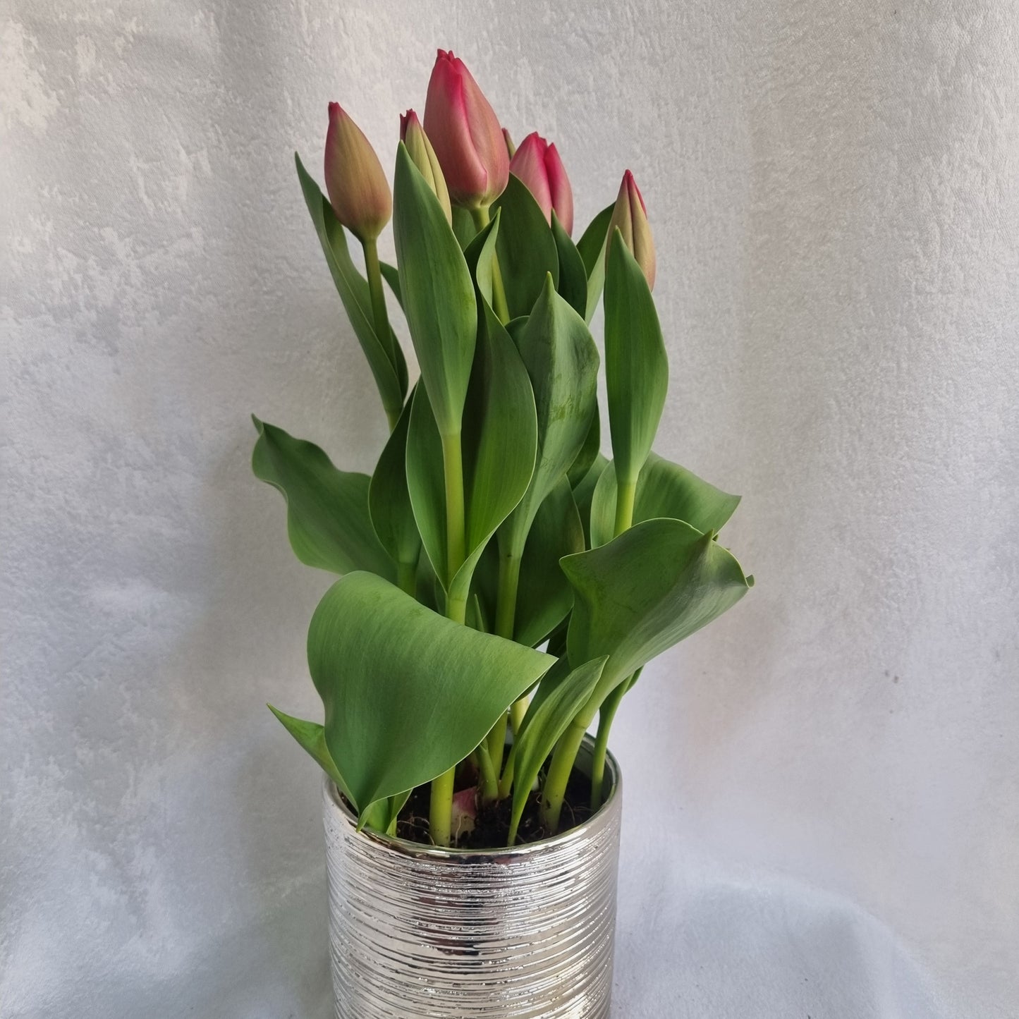 Pink Tulip Plant