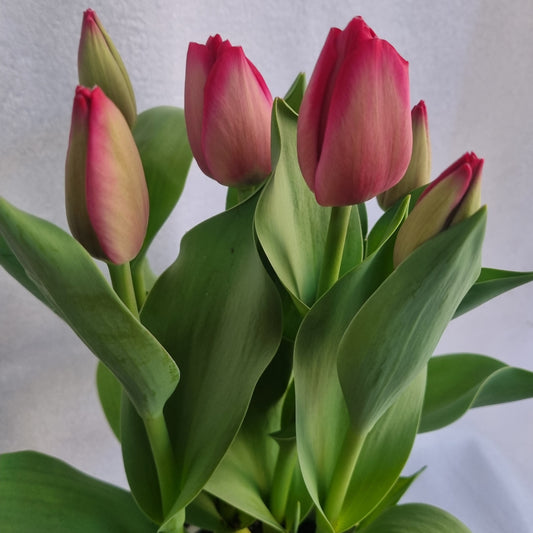 Pink Tulip Plant