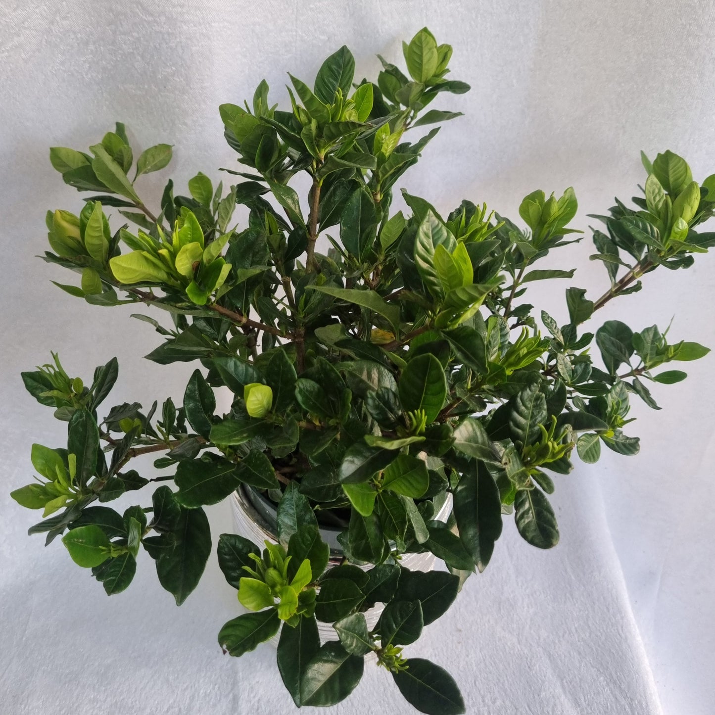 Green Gardenia Plant