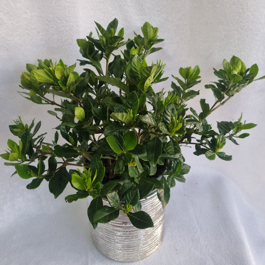 Green Gardenia Plant